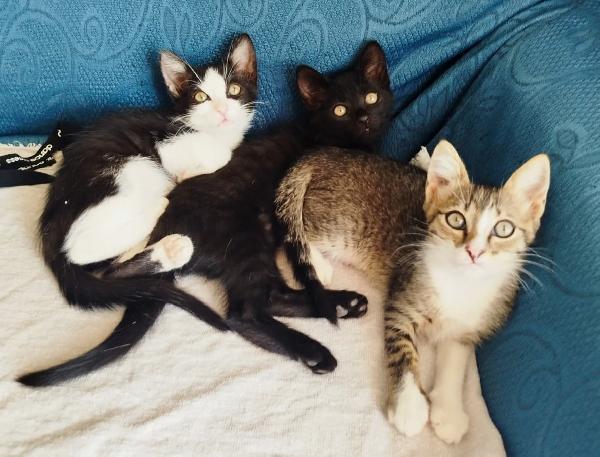 Narcissa, Bellatrix, Andromeda Foto 4